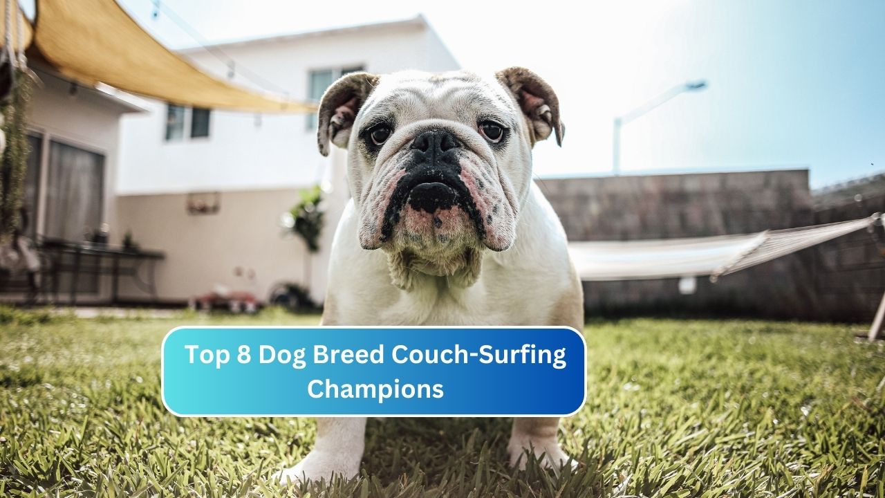 Top 8 Dog Breed Couch-Surfing Champions