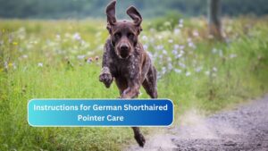 Instructions for German Shorthaired Pointer Care