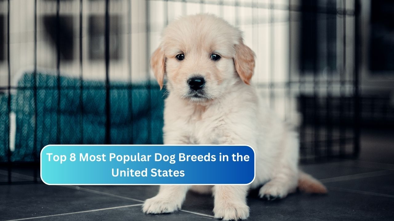 Top 8 Most Popular Dog Breeds in the United States
