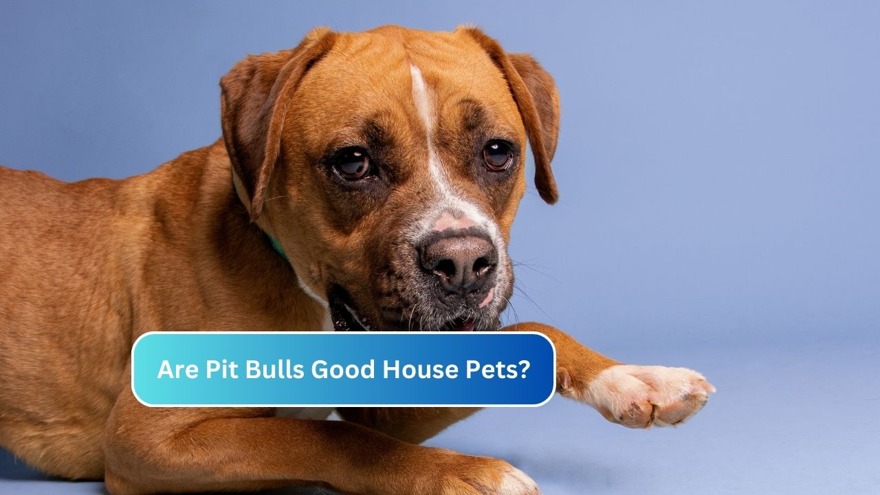 Are Pit Bulls Good House Pets?