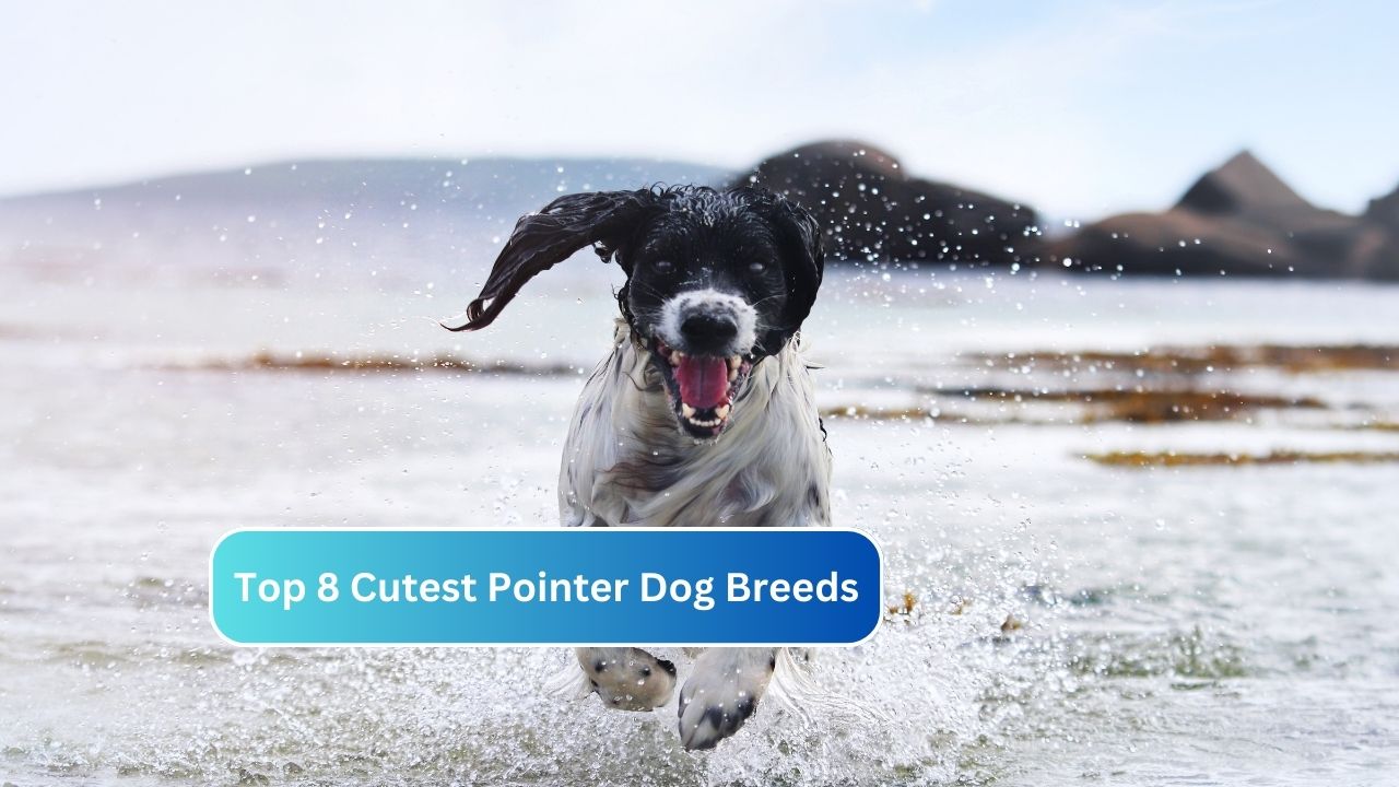 Top 8 Cutest Pointer Dog Breeds